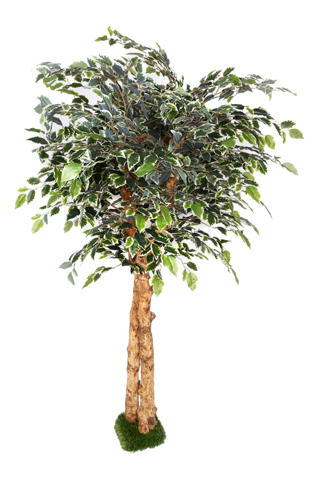 Artificial Mini Varigated Ficus Real Touch in Coffee wood - 5 feet - CGASPL