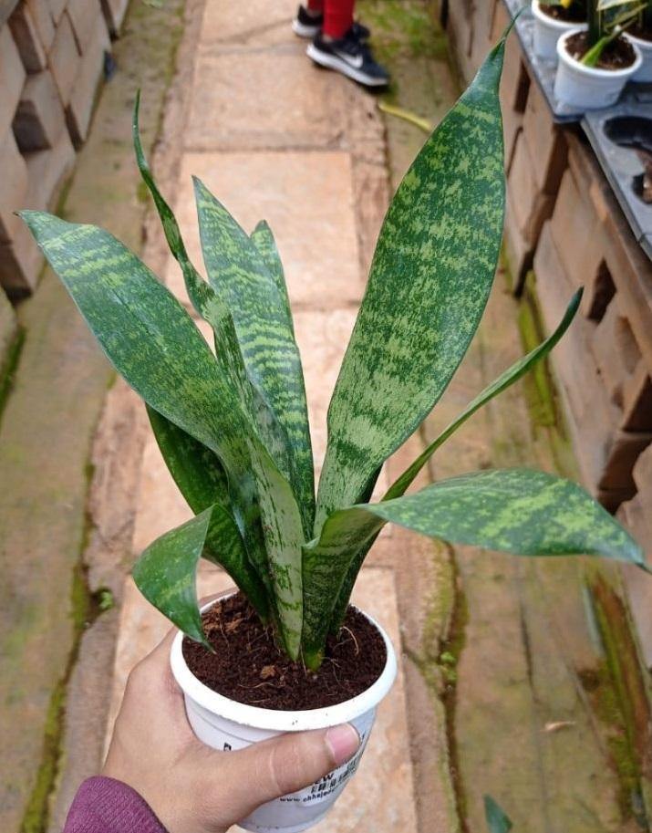 snake plant money plant areca plant 5 Indoor Plant Pack