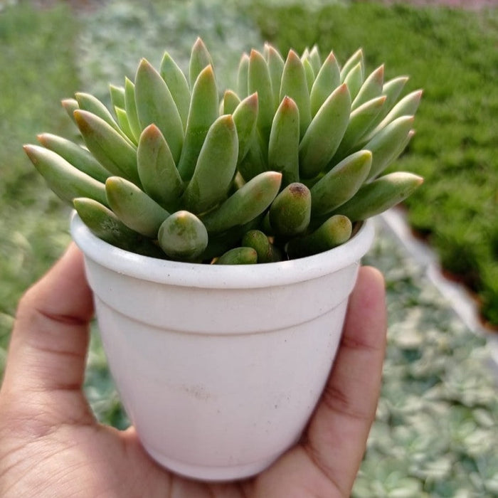 Sedeveria 'Harry Butterfield' (Super Donkey Tail) Succulent Plant
