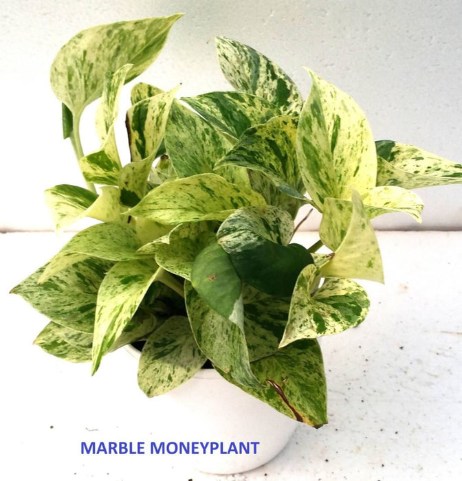 Indoor Air Purifying Money Plants in Pots