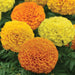 Marigold African Marvel II Mix Flower Seeds - CGASPL