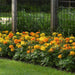 Marigold African Marvel II Mix Flower Seeds - CGASPL