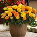 Marigold African Marvel II Mix Flower Seeds - CGASPL