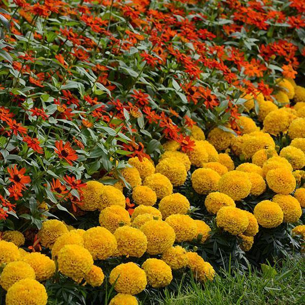 Marigold African Taishan Gold Flower Seeds - CGASPL