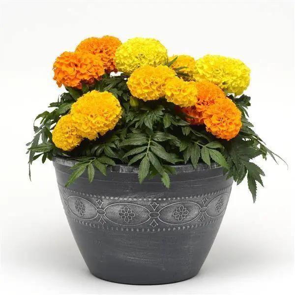Marigold African Taishan Mix Flower Seeds - CGASPL