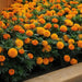 Marigold African Taishan Orange Flower Seeds - ChhajedGarden.com