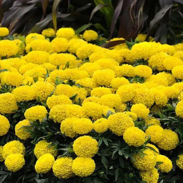 Marigold African Taishan Yellow Flower Seeds - CGASPL