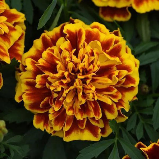 Marigold French Bonanza Bee Flower Seeds - CGASPL