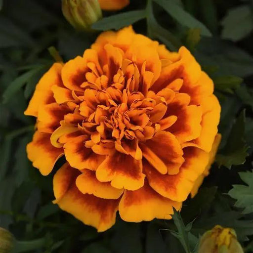 Marigold French Bonanza Flame Flower Seeds - CGASPL