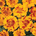 Marigold French Durango Bolero Flower Seeds - CGASPL