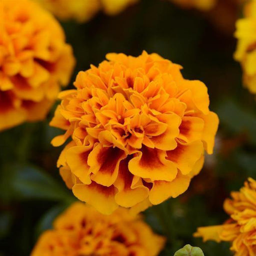 Marigold French Hot Pak Flame Flower Seeds - CGASPL