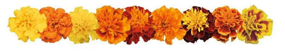 Marigold French Super Hero Maxi Mix Flower Seeds - CGASPL