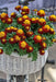 Marigold French Super Hero Spry Flower Seeds - CGASPL