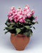 Stock Cinderella Pink Flower Seeds - CGASPL