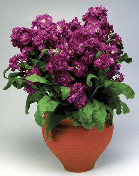 Stock Cinderella Purple Flower Seeds - CGASPL