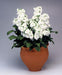 Stock Cinderella White Flower Seeds - CGASPL