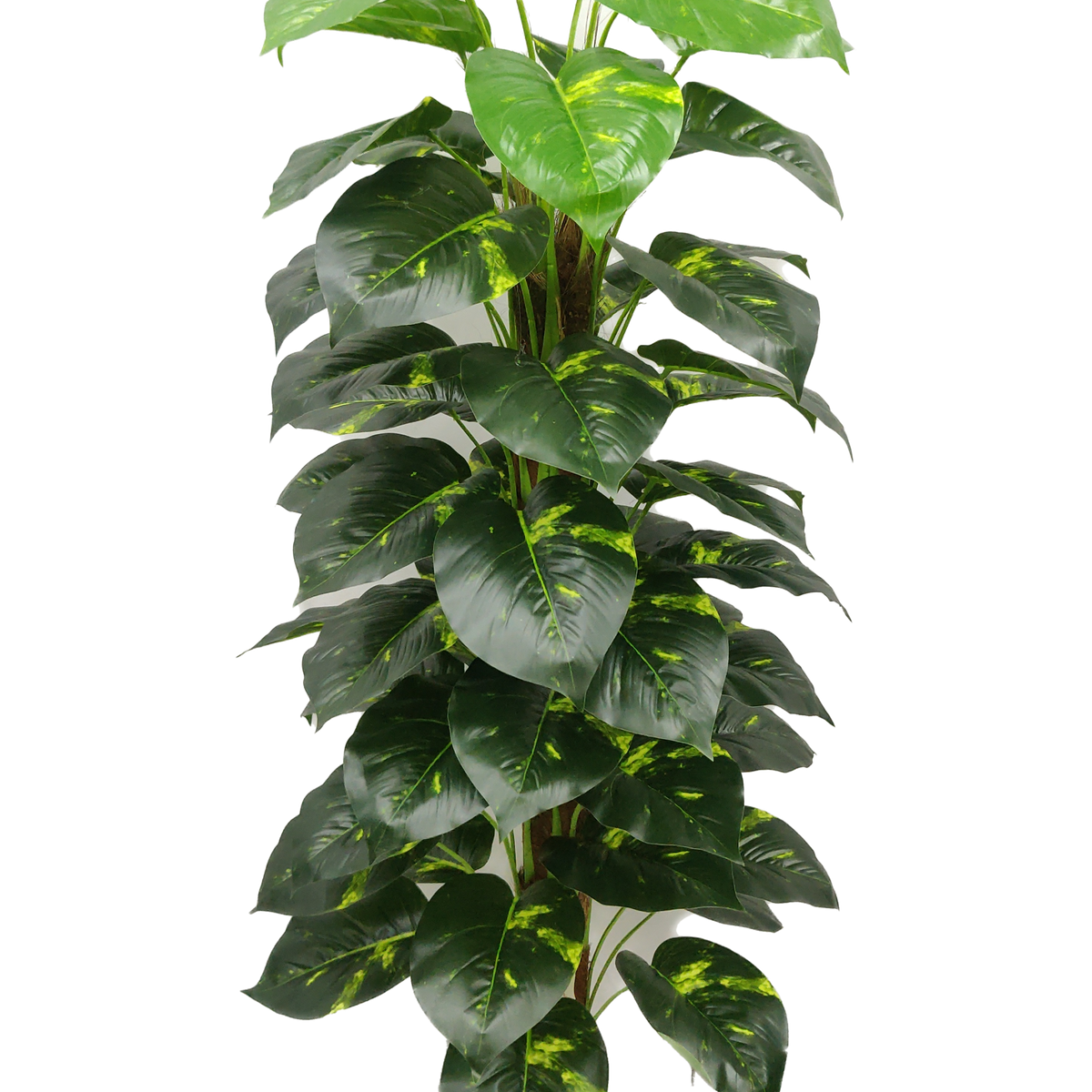 buy palm plant Areca Palm