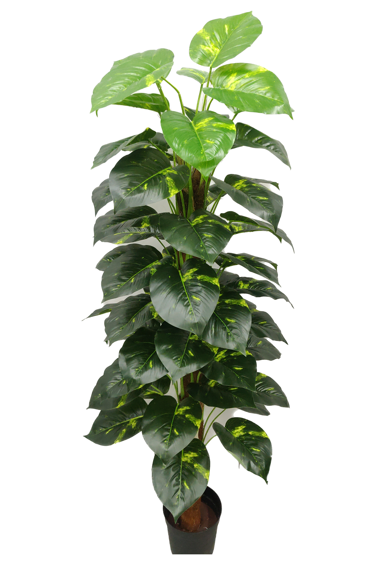Buy Artificial Money Plant Real Plant 5 feet