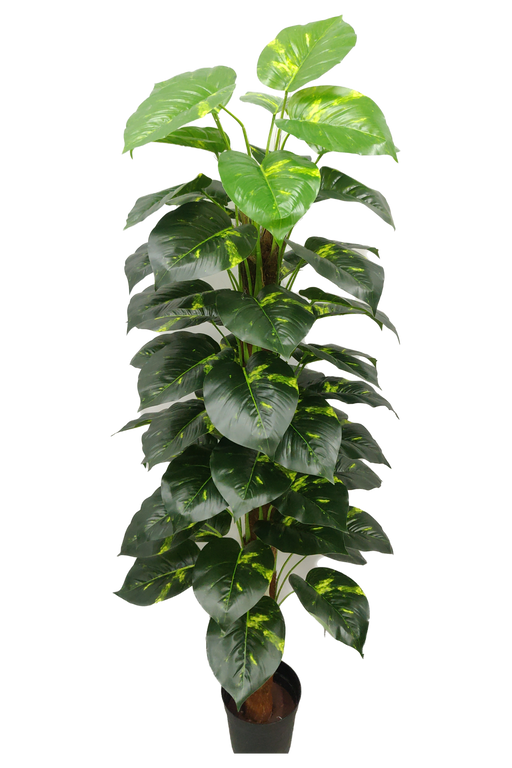 Artificial Money Plant Real Plant - 5 feet - CGASPL