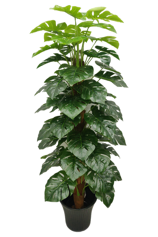 Artificial Monstera Green Plant - 5 feet - CGASPL