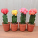 Colorful Mini Moon Cacti Perfect Indoor Plant Quartet