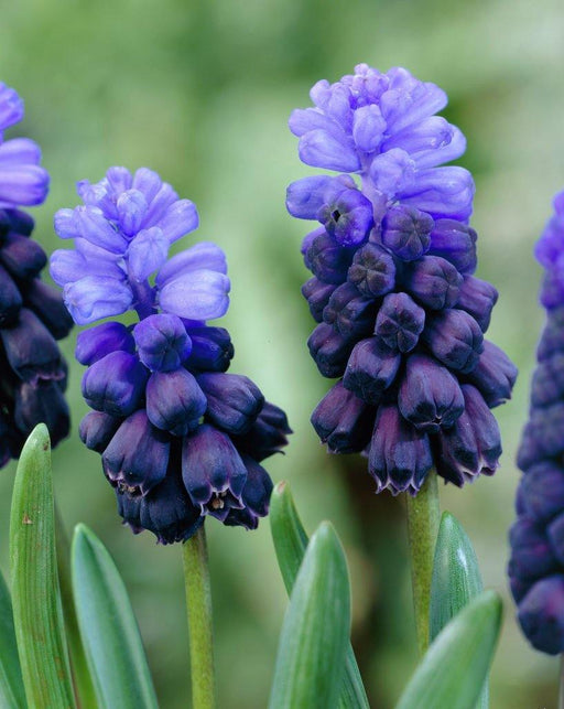 Muscari Latifolium Flower Bulbs (Pack of 6 Bulbs) - CGASPL
