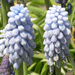 Muscari Valerie Finnis Flower Bulbs (Pack of 10 Bulbs) - CGASPL
