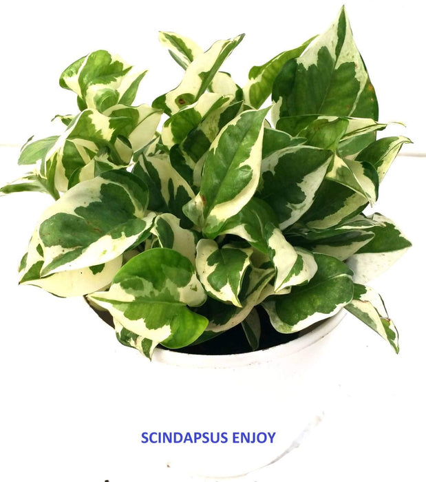 Vibrant Indoor Money Plant Set of Three