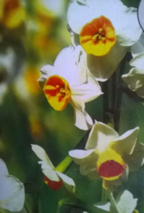 Nargis (Narcissus )Flower Bulbs (pack of 10) - CGASPL