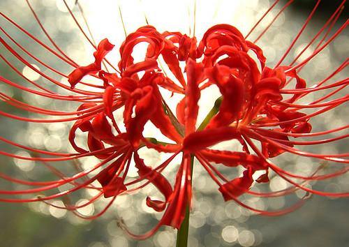Nerine Sarnensis - dark Red tall ( Pack of 15) Flower Bulbs - CGASPL