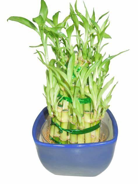3 Layer Lucky Bamboo With Blue Ceramic Pot - CGASPL