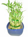 3 Layer Lucky Bamboo With Blue Ceramic Pot - CGASPL
