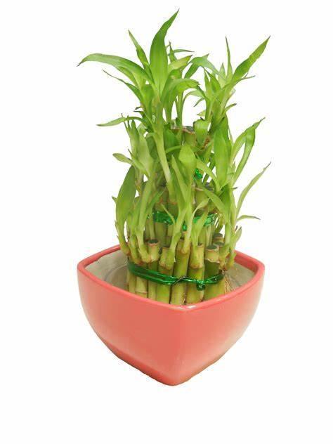 3 Layer Lucky Bamboo With Red Ceramic Pot - CGASPL
