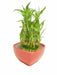 3 Layer Lucky Bamboo With Red Ceramic Pot - CGASPL