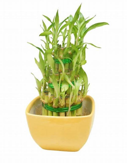 3 Layer Lucky Bamboo With Yellow Ceramic Pot - CGASPL