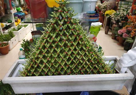 Lucky Bamboo Pot | 15 Layer Pyramid Lucky Bamboo | Chhajed Garden