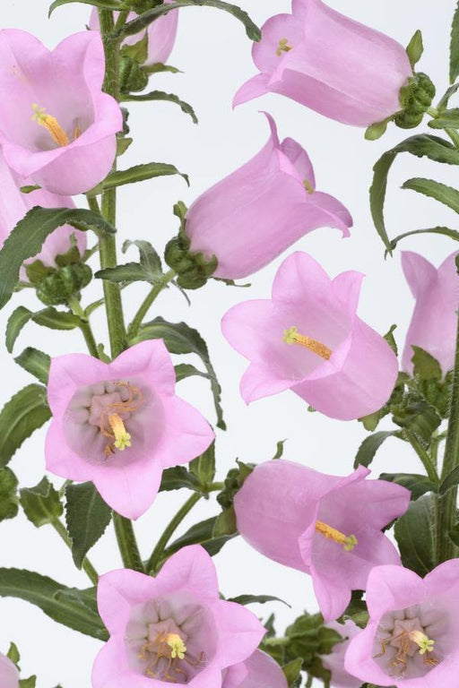 Campanula Champion II Pink Flower Seeds - ChhajedGarden.com