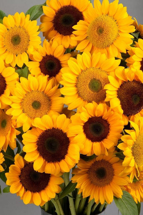 Sunflower Vincent 2 Choice Flower Seeds - ChhajedGarden.com