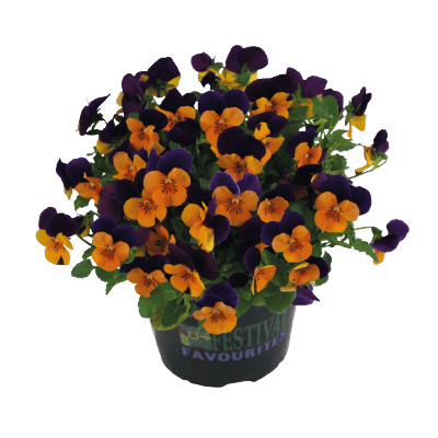 Viola Admire Orange Purple Wing Flower Seeds - ChhajedGarden.com