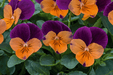Viola Admire Orange Purple Wing Flower Seeds - ChhajedGarden.com