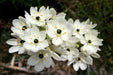 Orinthogalum White Flower Bulbs (Pack of 3) - CGASPL
