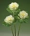 Ornamental Cabbage Flare White Seeds - CGASPL