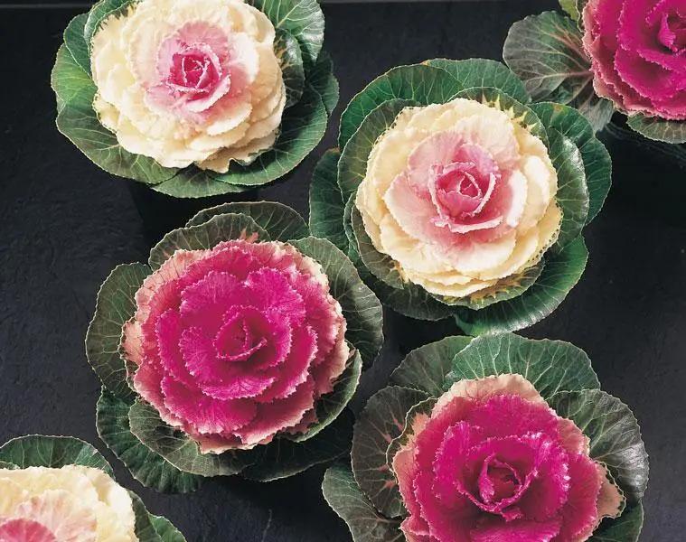 Ornamental Brassica (Flowering Kale) Lucir Rose Flower Seeds - CGASPL