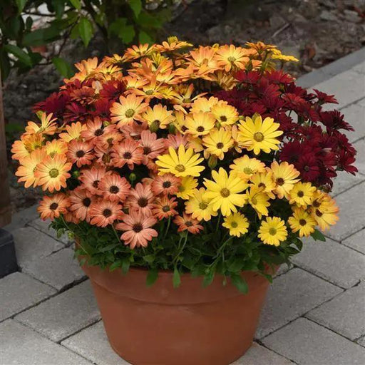 Osteospermum Akila Sunset Shades Flower Seeds - CGASPL