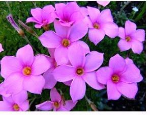 Oxalis Pink Flower Bulbs (Pack of 10) - CGASPL