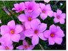Oxalis Pink Flower Bulbs (Pack of 10) - CGASPL