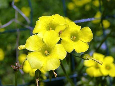 Oxalis Yellow Flower Bulbs (Pack of 10) - CGASPL