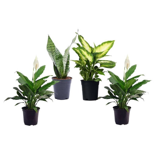 3 Indoor Plant Pack 