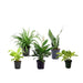 5 Indoor Plant Pack - Green Money Plant, Peace Lily, Spider Plant, Snake Plant, Syngonium Plant - CGASPL