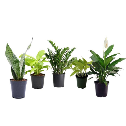 5 Indoor Plant Pack - Green Money Plant, Green Peace Lily, zz Plant, Snake Plant, Syngonium Plant - CGASPL